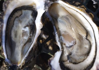 2 huitres sur poche à la marée