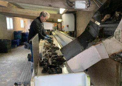 contrôle huitres avant calibreuse