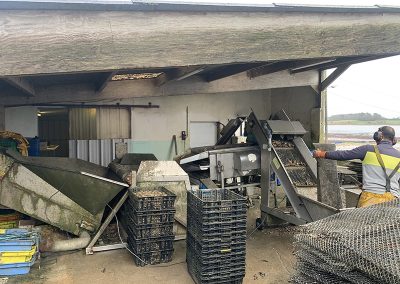 chantier pré tri huîtres
