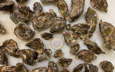 Oyster growth